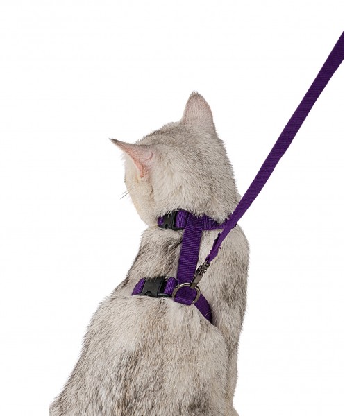 Mor Kedi Tasması Boyun Göğüs Ayarlanabilir Sevk Kayışlı Gezdirme Seti Tasması